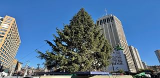 Michigan has one of the largest public Christmas trees on display in the country