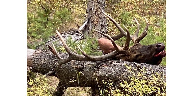 Suspect identified in NE Oregon elk poaching