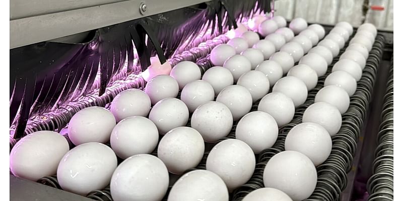 Why the price of eggs is on the rise again