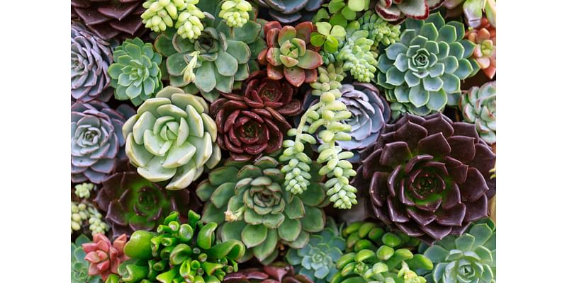 Botanical bandits stealing succulents from Huntington Gardens