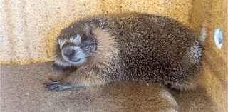 Marmot hitch-hiker rumbled after great escape from Yosemite national park