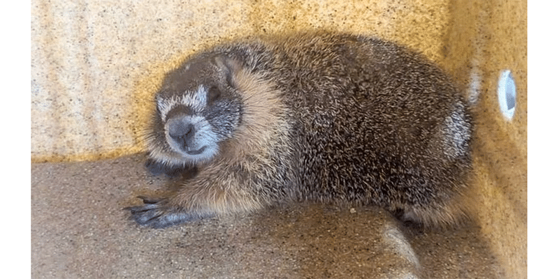 Marmot hitch-hiker rumbled after great escape from Yosemite national park