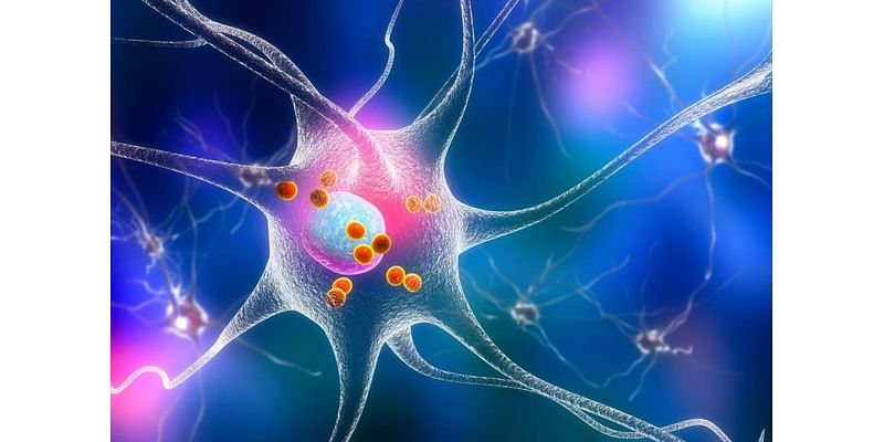 New study gives clues to how brain 'refreshes' memories