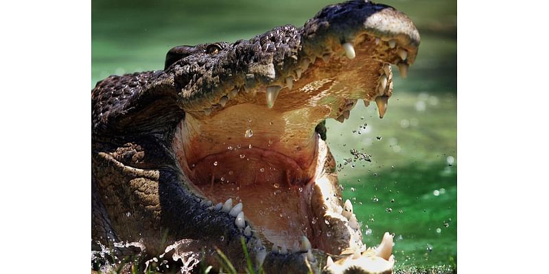 Scientists reveal what stopped crocodiles from evolving to become deep divers