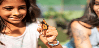 Royal Hawaiian Center hosts free butterfly release event