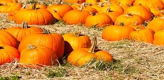 RivCo Fall Fun: Hayrides, Pumkins, Mazes And More At Live Oak Canyon