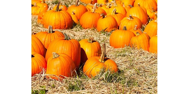 RivCo Fall Fun: Hayrides, Pumkins, Mazes And More At Live Oak Canyon