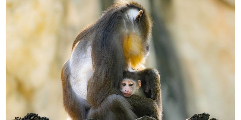 Rare Baby Mandrill Named Jasper Born at Fort Worth Zoo in Texas: EXCLUSIVE