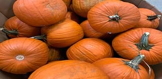 Where To Pick Pumpkins In Bedford This Fall