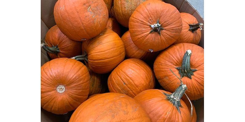 Where To Pick Pumpkins In Bedford This Fall