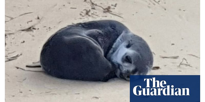 Investigation launched after baby seal found with spinal injuries on Victorian beach