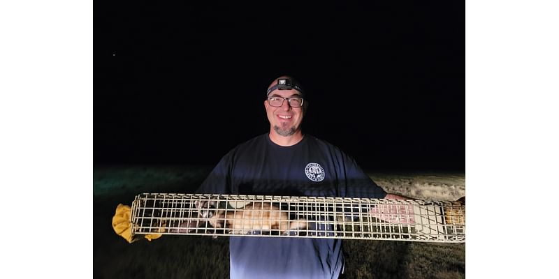 Released black-footed ferrets are producing wild kits in southeastern Colorado