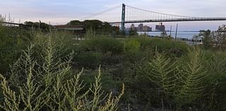 How to fight urban warming? Detroit chooses to plant green spaces.