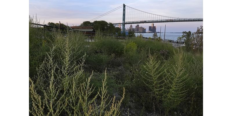 How to fight urban warming? Detroit chooses to plant green spaces.