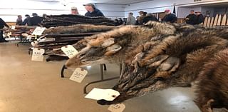 Denver Initiated Ordinance 308 election results 2024: Proposed ban on fur sales