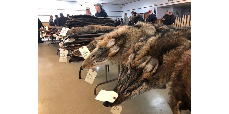 Denver Initiated Ordinance 308 election results 2024: Proposed ban on fur sales