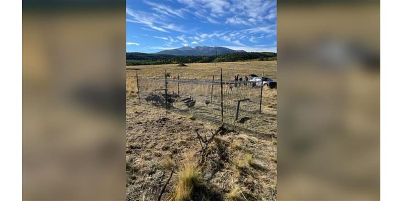 Merit Academy students capture turkeys for research