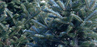 Dry summer could spell future shortages at local Christmas tree farms