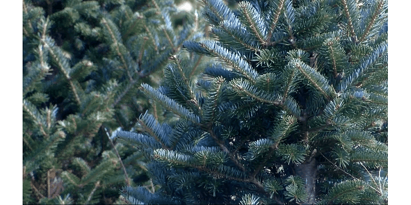 Dry summer could spell future shortages at local Christmas tree farms