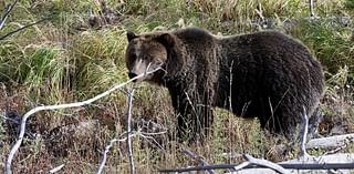 Yellowstone grizzlies pack on pounds despite not competing in fat bear week