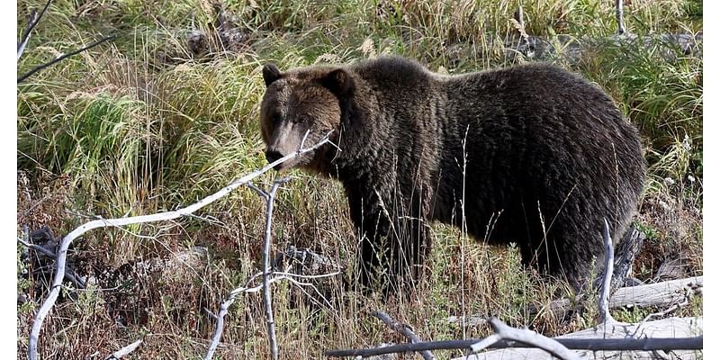 Yellowstone grizzlies pack on pounds despite not competing in fat bear week