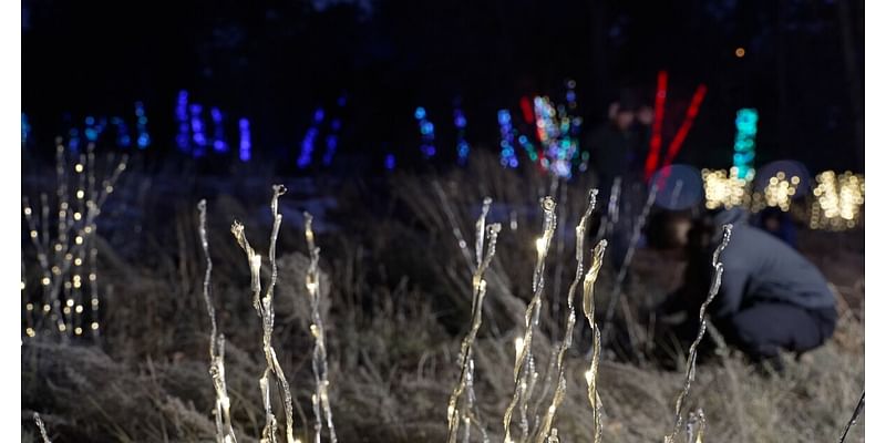 Meet the crew that makes Denver Botanic Gardens' Blossoms of Light holiday show brighter and better each year