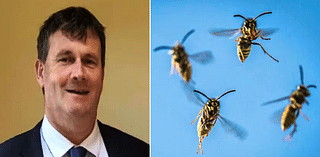 Irish Man Dies After Being Stung by Swarm of Wasps While Trimming Hedges