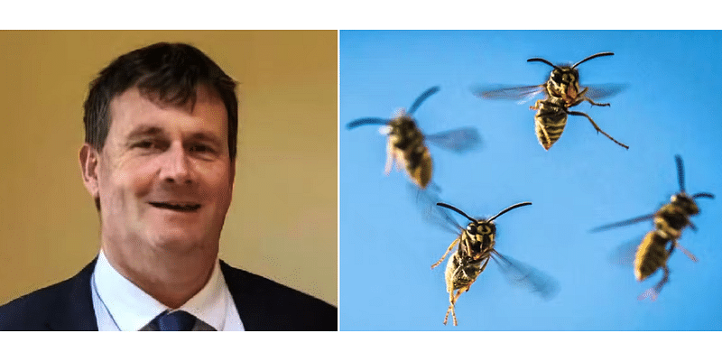 Irish Man Dies After Being Stung by Swarm of Wasps While Trimming Hedges