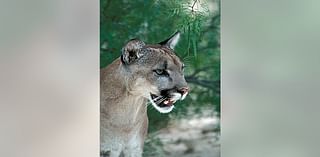 Frisco Mountain Lion: Camera spots big cat in homeowner's backyard