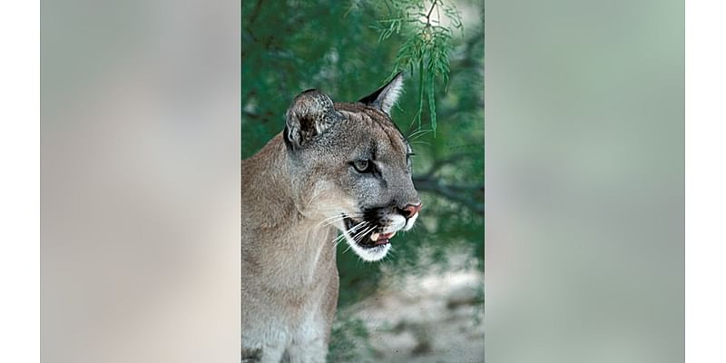 Frisco Mountain Lion: Camera spots big cat in homeowner's backyard