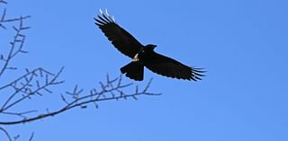 This winter, Rochester’s out for murder against the crow menace