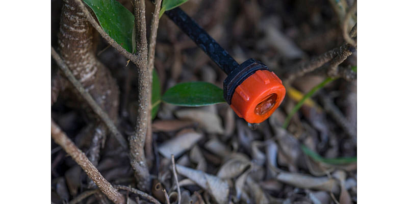 Why watering trees, shrubs deeply is so important