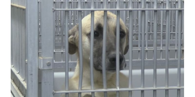 Decatur takes steps to protect local animals