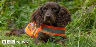 Northumberland to get its first wildlife detection dog