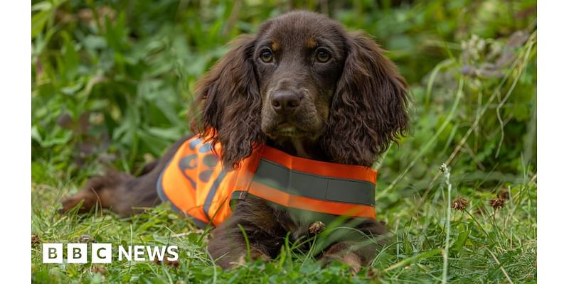 Northumberland to get its first wildlife detection dog