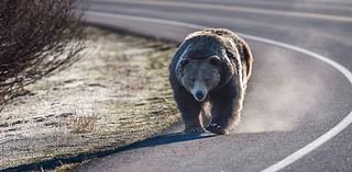 Now 4 Grizzlies Have Drowned In A Canal Near…