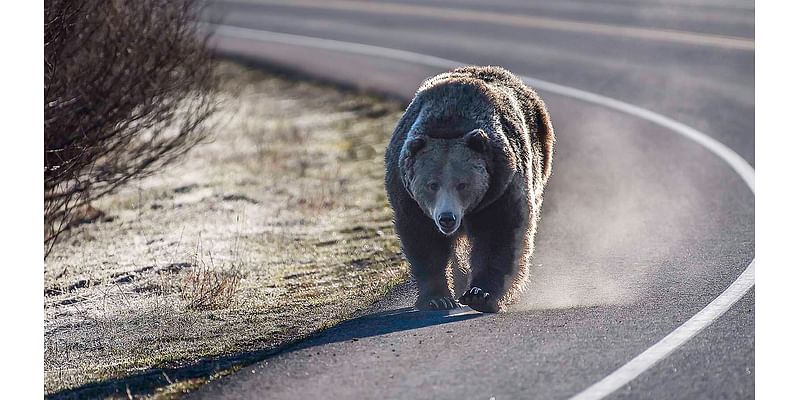 Now 4 Grizzlies Have Drowned In A Canal Near…