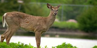 Pennsylvania is one of the top states for auto crashes involving deer, other animals