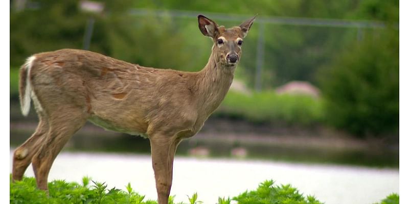 Pennsylvania is one of the top states for auto crashes involving deer, other animals