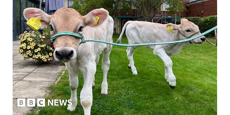 old calves bring joy to Chesterfield hospice