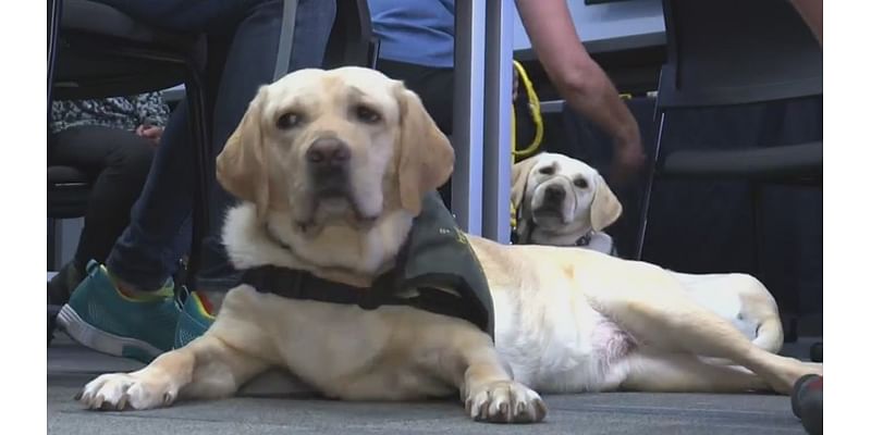 Stressed? Dogs in Portland courtrooms may help