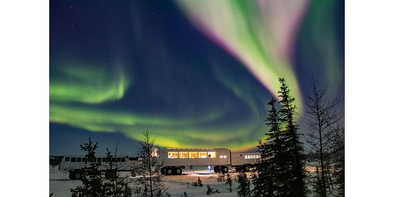 How An Arctic Town With More Polar Bears Than People Became A Culinary Destination