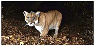 California mountain lions are adapting to human schedules: Study