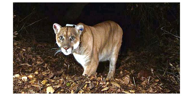 California mountain lions are adapting to human schedules: Study