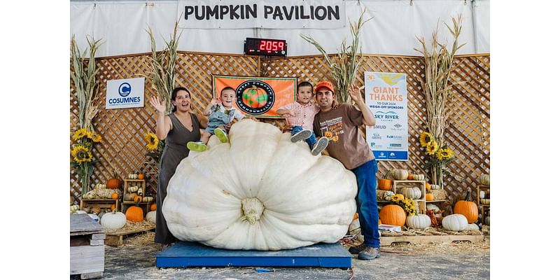 This giant pumpkin came from Napa to win Elk Grove’s annual fall competition