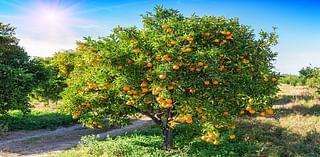 State declares citrus quarantine in Fallbrook: Here’s what that means