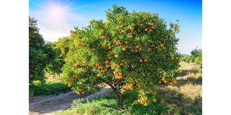 State declares citrus quarantine in Fallbrook: Here’s what that means