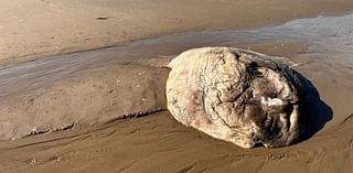 Third sunfish washes up on Clatsop County beach