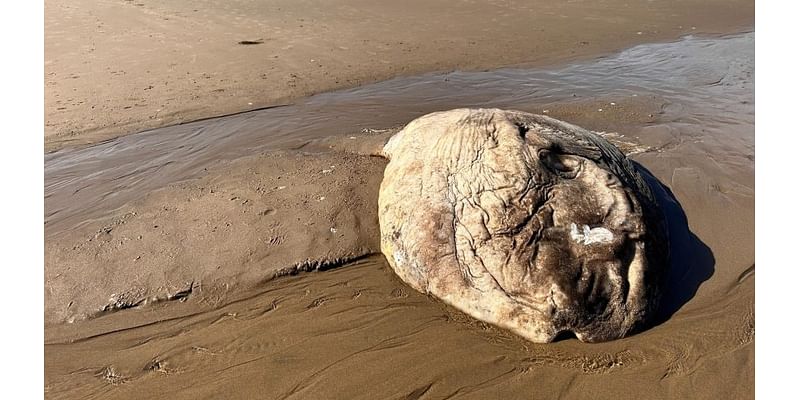 Third sunfish washes up on Clatsop County beach