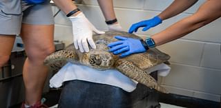 Sea turtle rescued after being found a mile from the ocean in Cedar Key